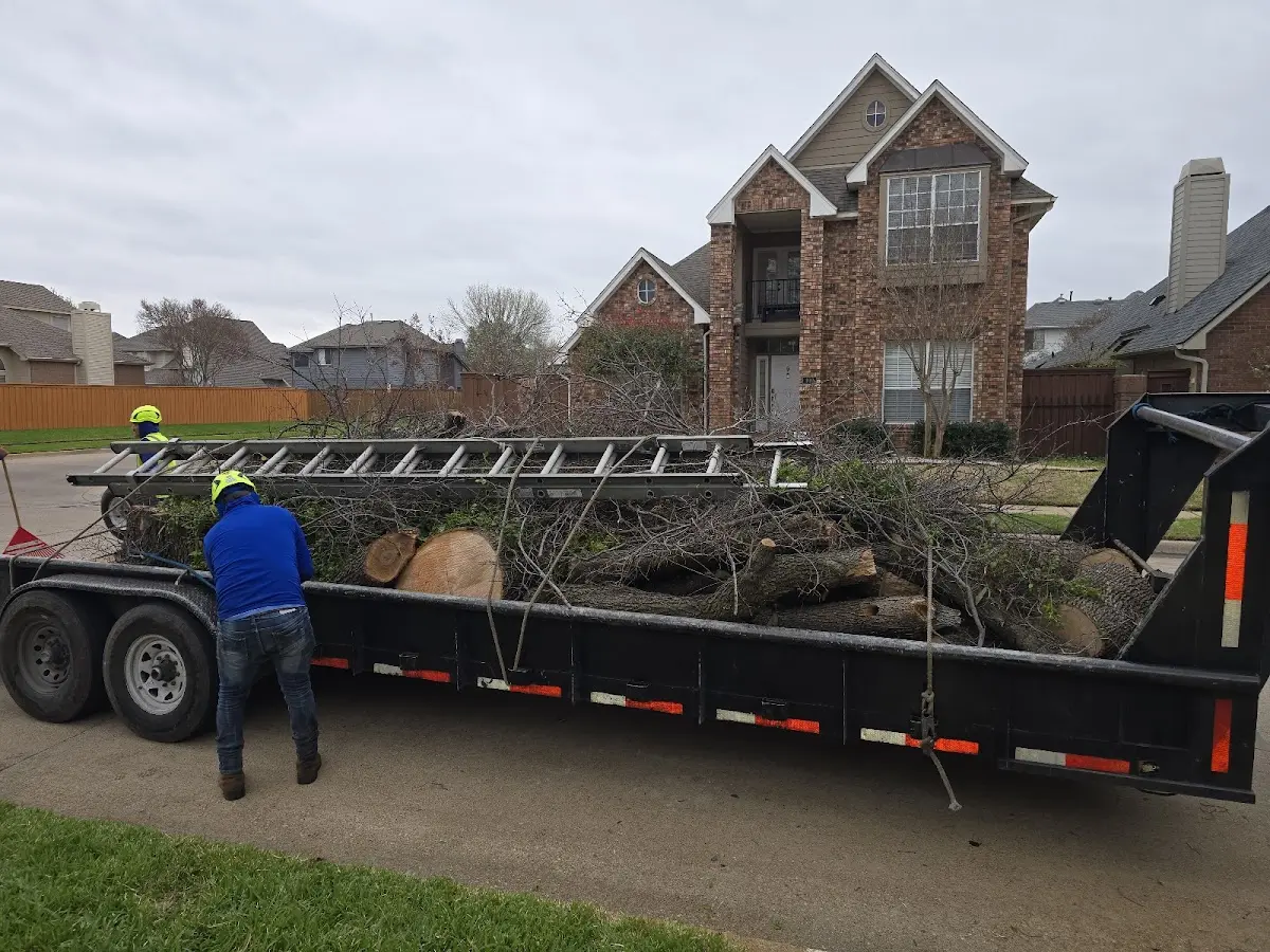 Expert Tree Pest Control with proper safety equipment in Manchester